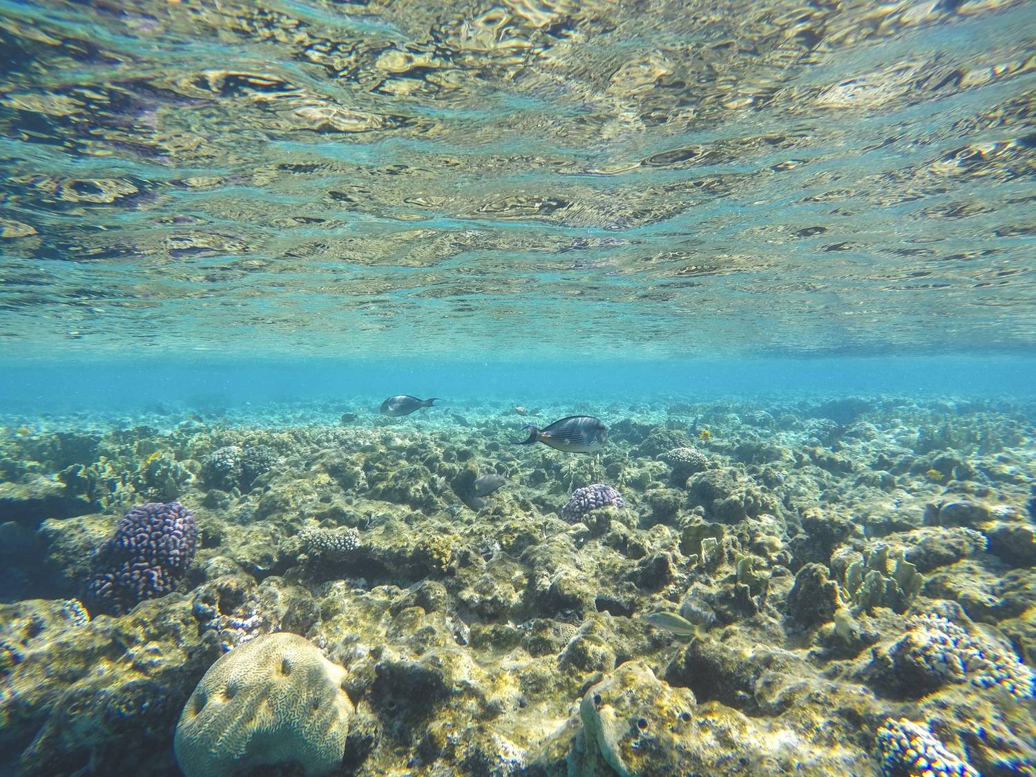 Snorkeling